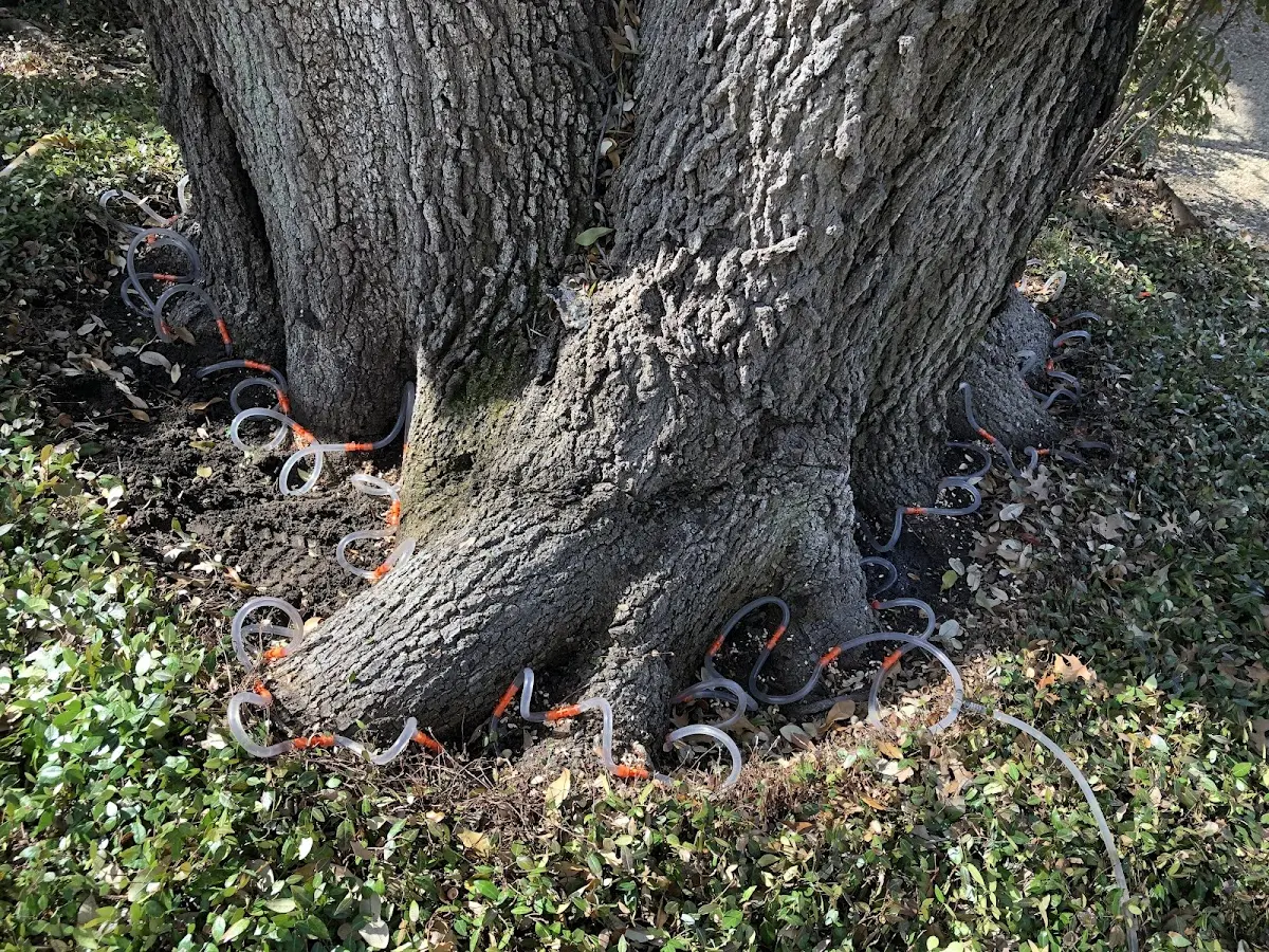 Detailed Tree Cabling and Bracing job site in Primm Springs