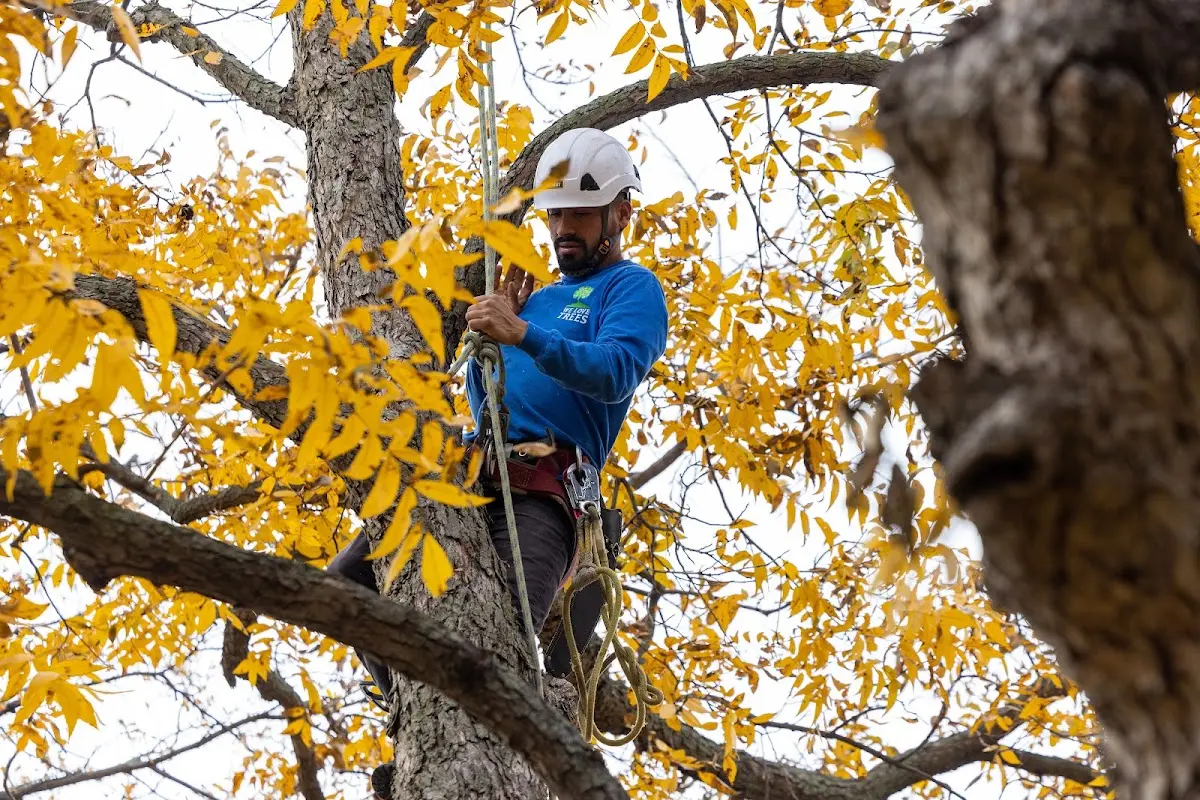 Skilled Tree Planing crew working in Primm Springs