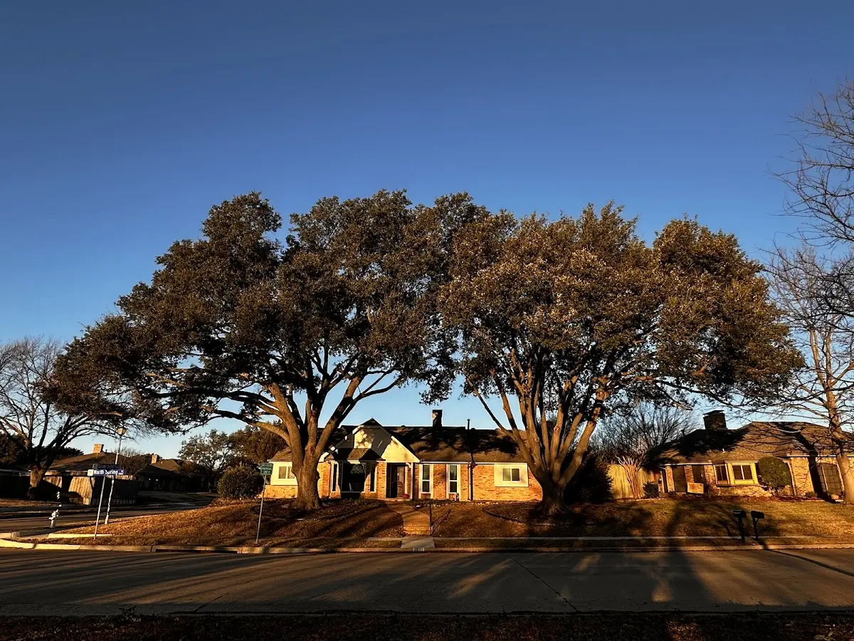 Established residential canopy tree shading a home in Primm Springs